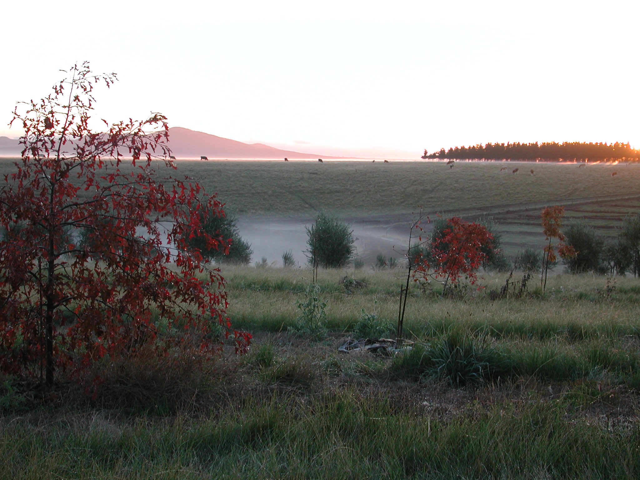 Morning Mist at The Farm