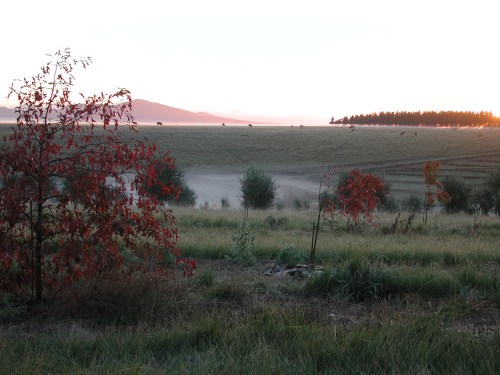 Morning Mist at The Farm