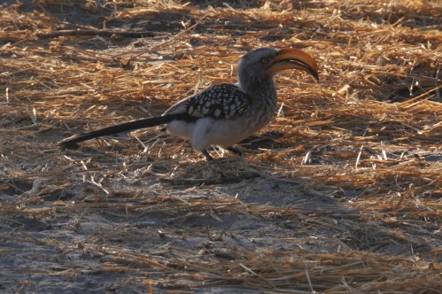Southern yellowbill hornbill