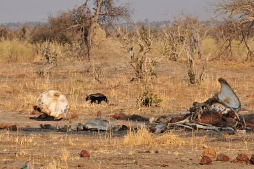 Honey badger, elephant bones