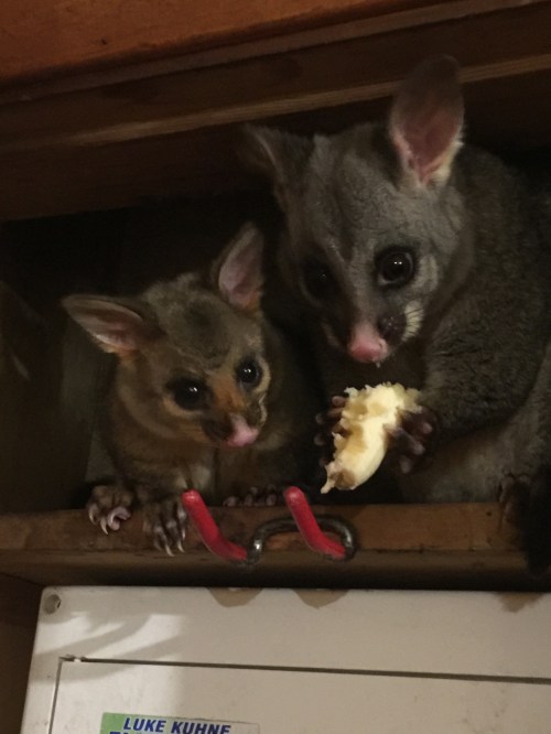 Possums2019
